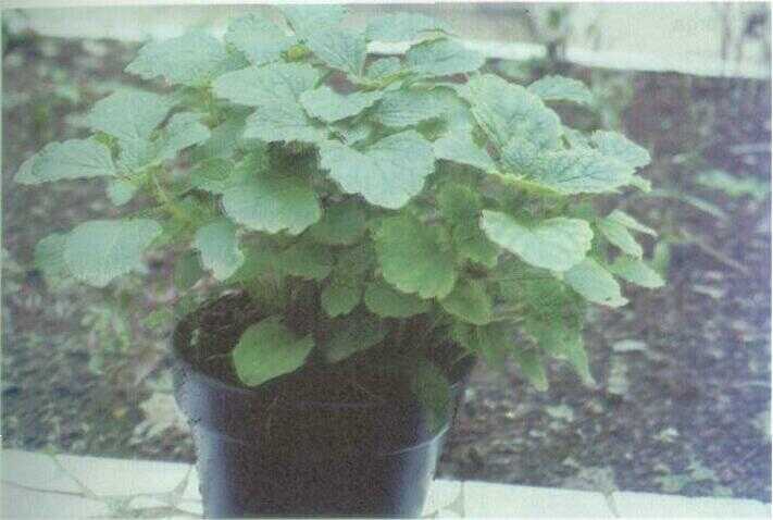 Kentang Ireng / Gombili (Coleus tuberosus Benth.)