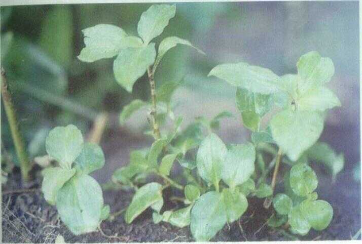 Gewor / Petungan (Commelina benghalensis L.)