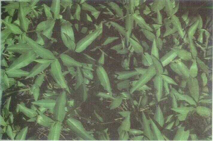 Rumput Jeboran / Brambangan (Commelina nudiflora L.)