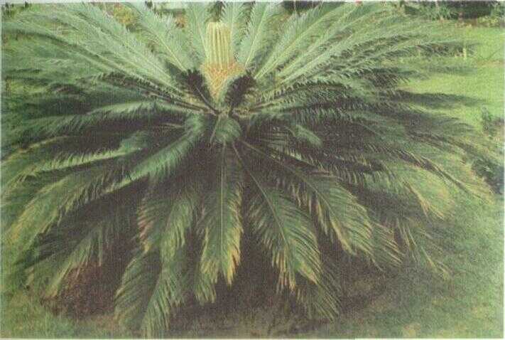 Pakis Haji Jepang / Sikas (Cycas revoluta Thunb.)