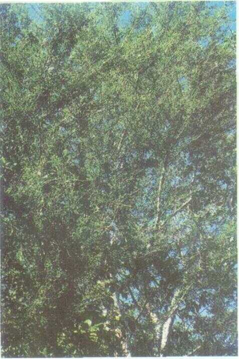 Asam Kranji / Ki Ranji (Dialium indum L.)