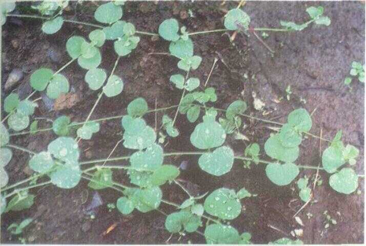 Randa Nunut / Jakut Ibun (Drymaria cordata Willd.)