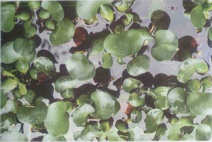 Eceng Gondok (Eichhornia crassipes Solms.)