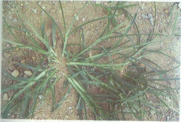 Suket Tulangan / Jukut Jampang (Eleusine indica (L.) Gaertn.)