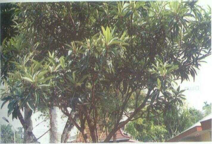 Lokwat / Loquat (Eriobotrya japonica (Thunb.) Lindl.)