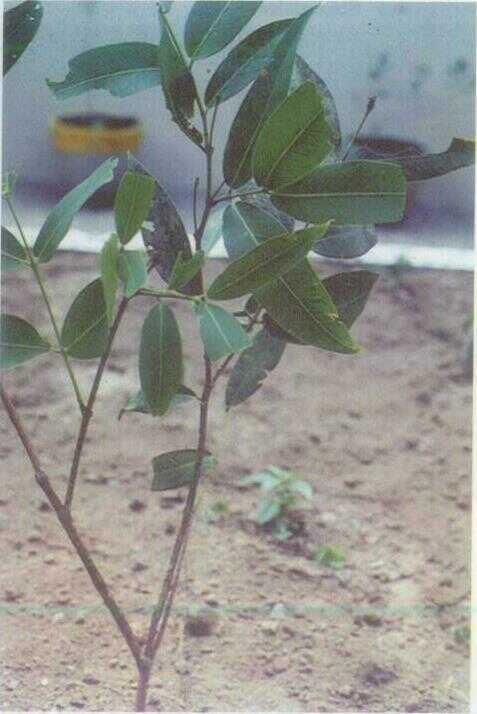 Jambon Hutan (Eugenia microcyma K. & V.)