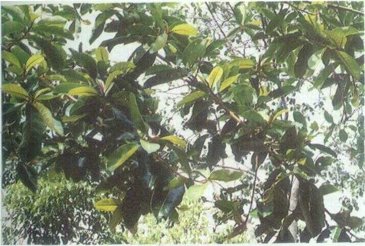 Bulu / Grasak (Ficus annulata Bl.)