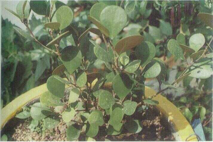 Tabat Barito (Ficus deltoidea Jack.)