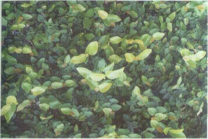 Daun Dolar / Akar Angin (Ficus pumila L.)