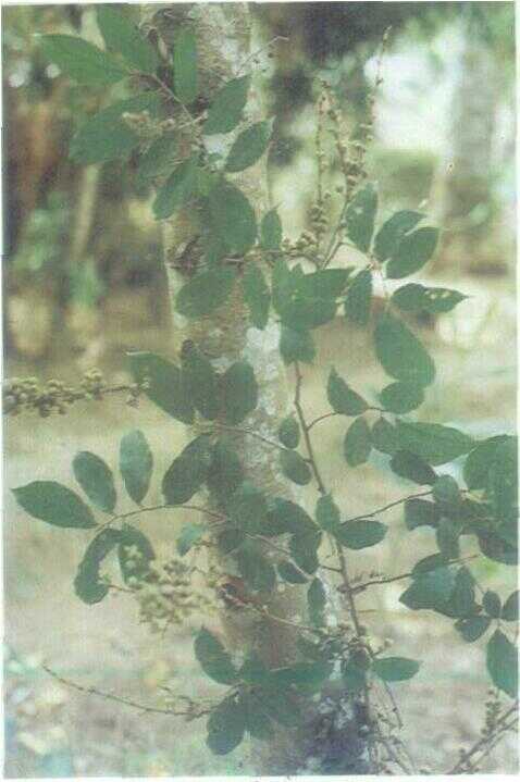 Walen (Ficus ribes Reinw.)