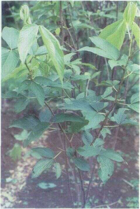Orok-orok Hutan (Flemingia congesta Roxb.)