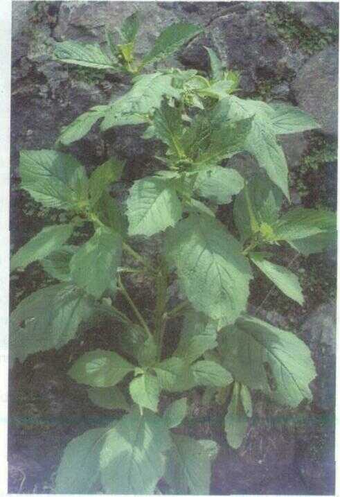 Jombloh (Gynura crepidioides Benth.)