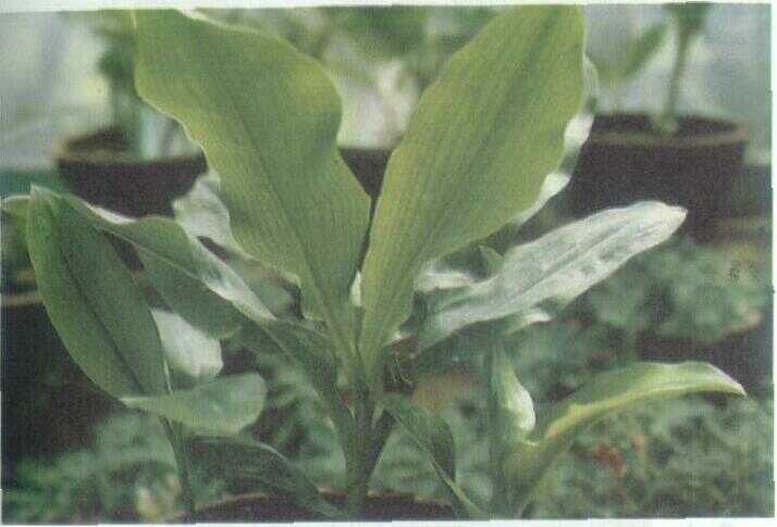 Bunga Desember / Haemanthus (Haemanthus multiflorus (Tratt.) Martyn)