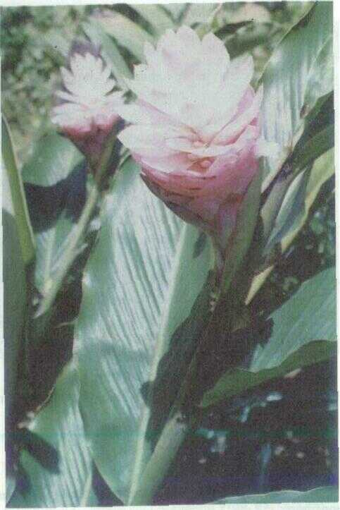 Gandasuli Merah (Hedychium angustifolium Roxb.)
