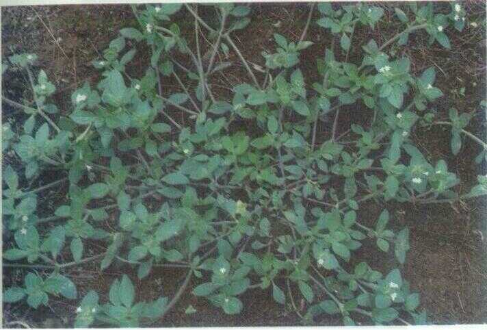 Daun Bludu (Hedyotis capitellata Wall. ex G. Don)