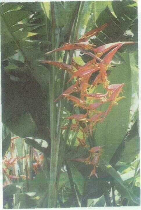 Pisang Hias / Heliconia (Heliconia colinsiana)