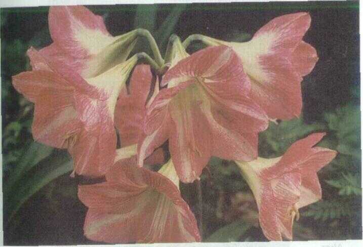Kembang Torong / Amarilis Merah (Hippeastrum equestre Herb.)