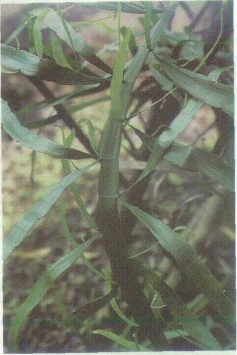 Jangkang / Pita Hijau (Homalocladium platycladum (F. Muell) Bailey)