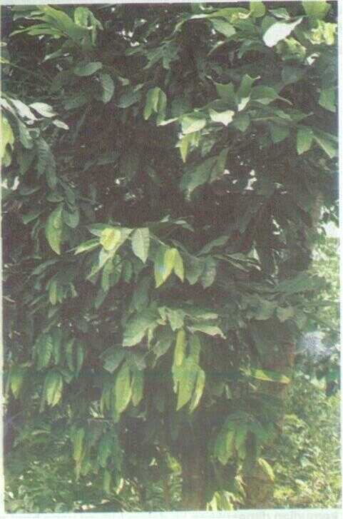 Gayam (Inocarpus edulis Forst.)