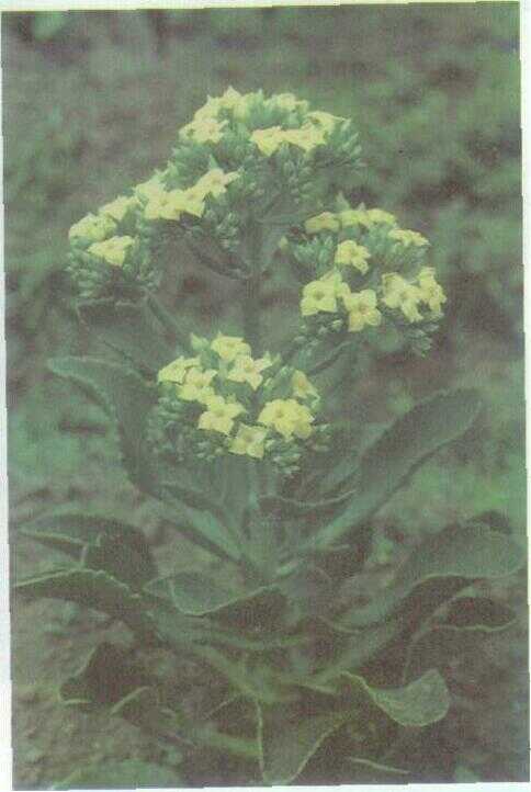 Sosor Bebek (Kalanchoe integre (Medik) O.K.)