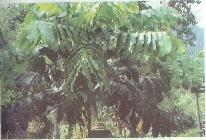 Kayu Lanang / Songgo Langit (Khaya sinegalensis L.)