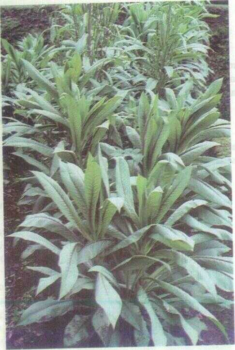 Sawi India / Sawi Rana (Lactuca indica L.)