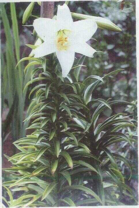 Bunga Lili / Lili Putih (Lilium brownii F.E. Brown)