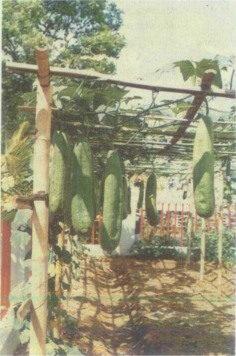 Blustru / Oyong (Luffa cylindrica Roem.)