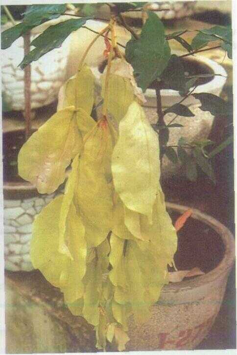 Pohon sapu tangan (Maniltoa grandiflora)