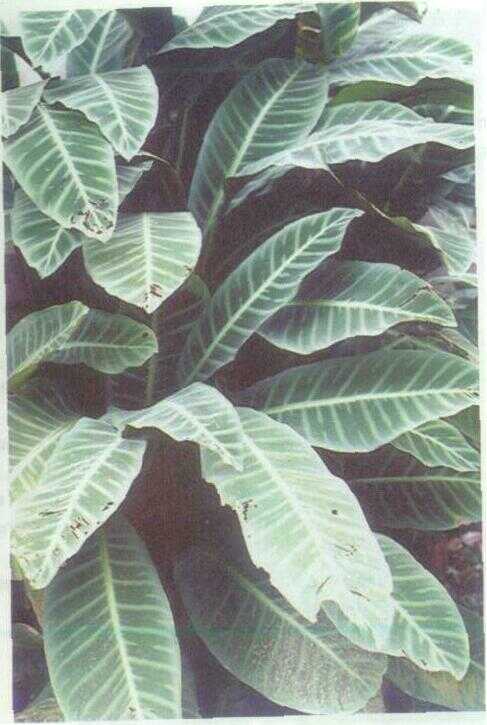 Daun Lumut / Prayer Plant (Marantha leuconeura L.)