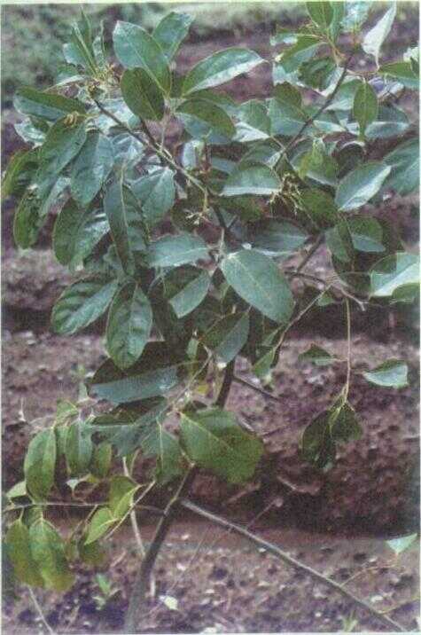 Masoyi / Masogi (Massoia aromatica Becc.)