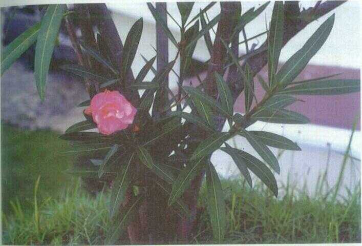 Oleander / Jure (Nerium indicum Mill.)
