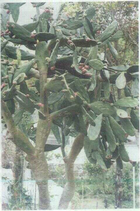 Duri Tentong / Kaktus (Opuntia elatior Mill.)