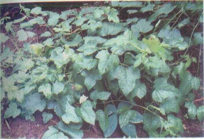 Ciplukan Blungsu / Ceplukan Rambat (Passiflora foetida L.)