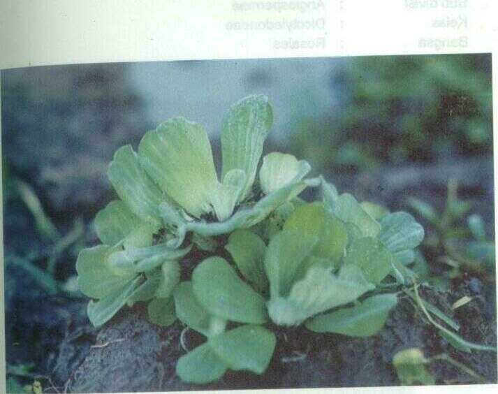 Kayu Apu / Apon-apon (Pistia stratiotes L.)