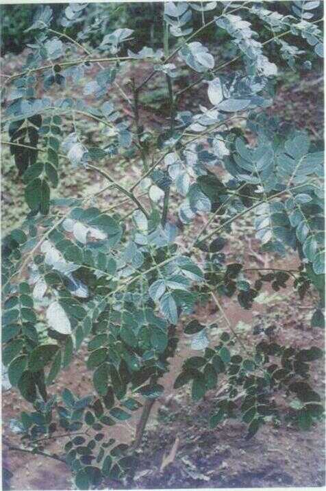 Trembesi / Munggur (Pithecolobium saman Benth.)