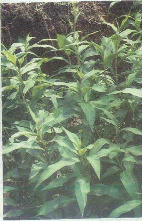 Salah Nyowo / Mengkrengan (Polygonum barbatum L.)