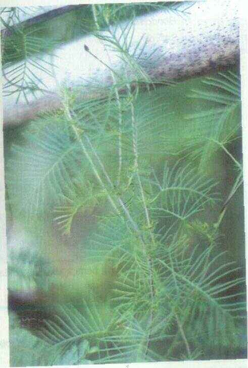Songgo Langit / Rincik Bumi (Quamoclit pinnata Bojer.)