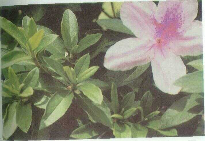 Saliyah (Rhododendron mucronatum)