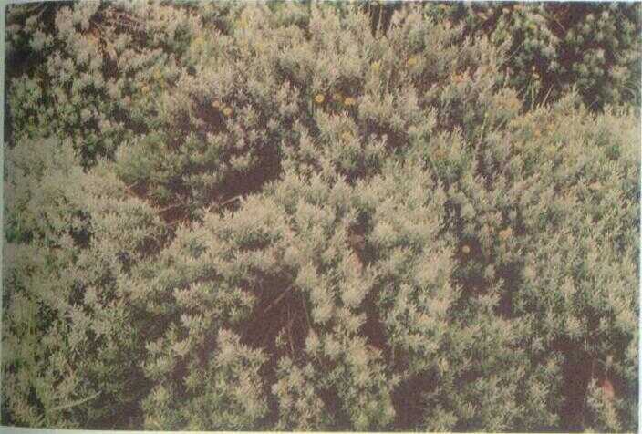 Rusmarin / Rosemary (Rosmarinus officinalis L.)