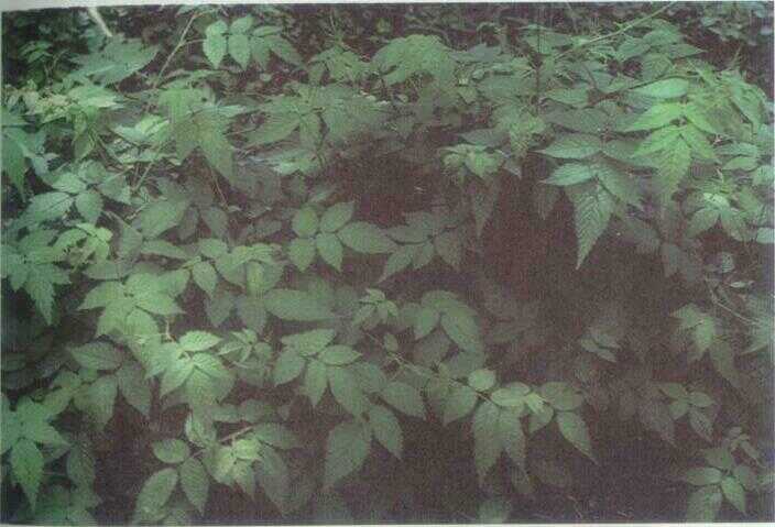 Gucen / Arbe / Arbei Hutan (Rubus rosaefolius Smith.)