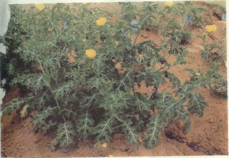 Druju (Argemone mexicana L.)