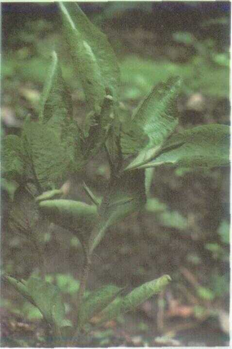 Ceplikan / Pletekan (Ruellia tuberosa L.)