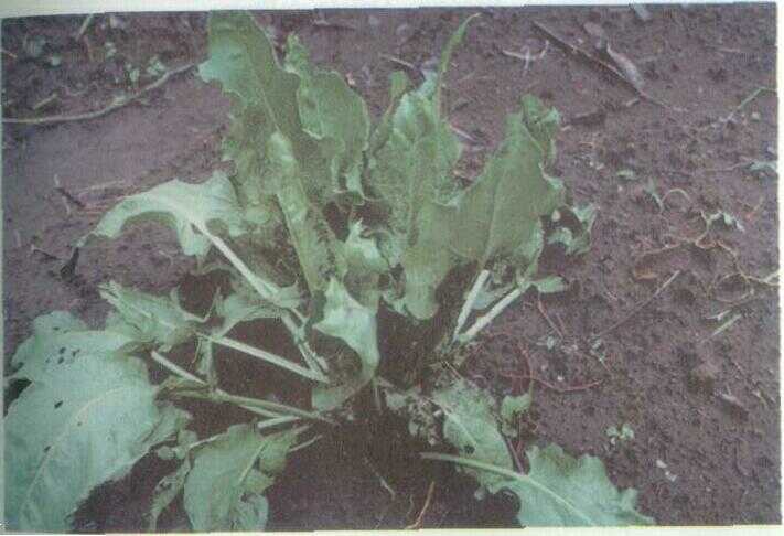 Rumex / Bayam Asam (Rumex acetosa L.)