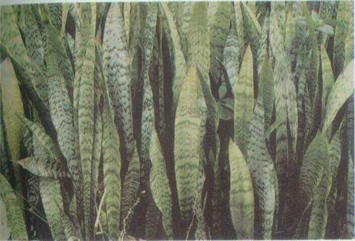 Lidah Mertua / Sanseviera (Sansevieria trifasciata Prain.)