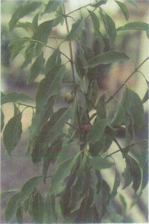 Cendana (Santalum album L.)