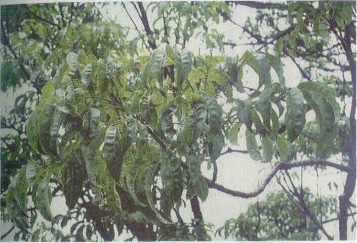 Uyung / Wali Songo (Schefflera octophylla (Lour.) Harms)