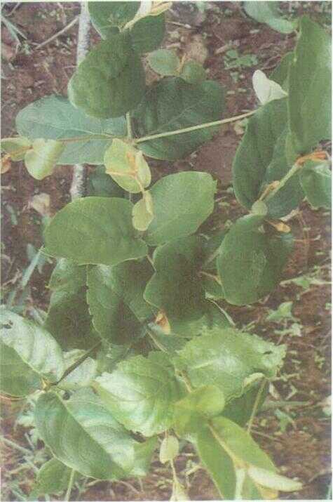 Kemladean / Benalu Kopi (Scurrula atropurpurea (Bl.) Dans.)
