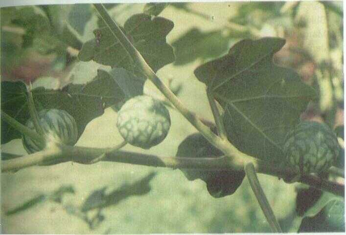 Terong Ngor (Solanum indicum L.)