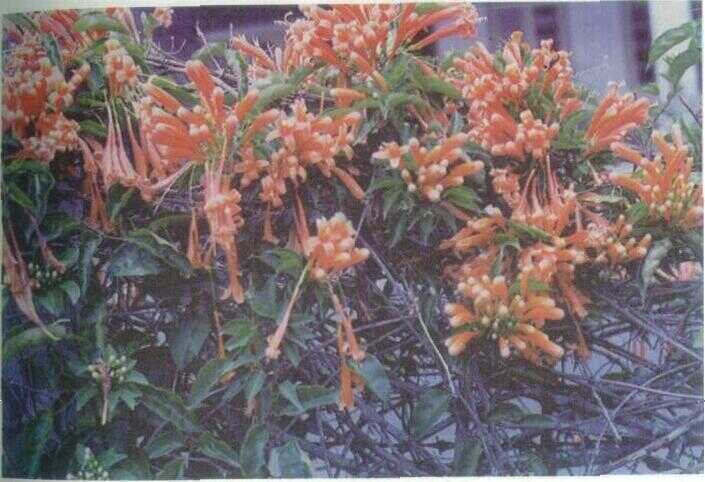 Kembang Emas (Stephanotis floribunda (R. Br.) Brongn.)